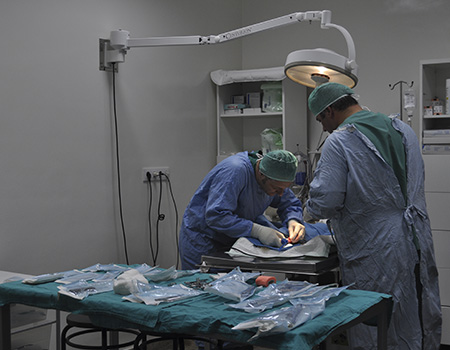 Cirugía veterinaria en Córdoba - Victoria