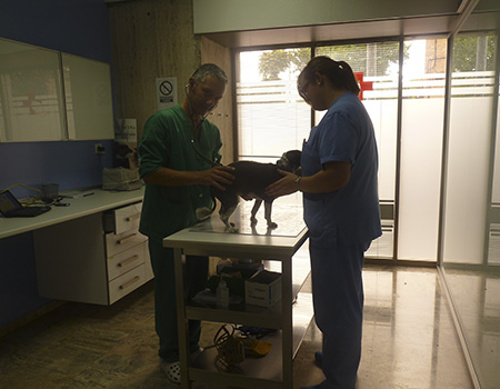 Consulta veterinaria en Córdoba - Victoria