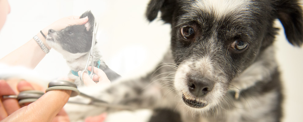 Peluquería -  Clínica Veterinaria en Córdoba Victoria