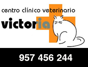 Vacunación perros en Córdoba